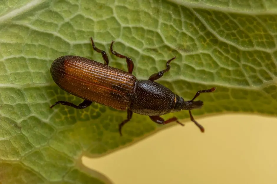 Termite Extermination