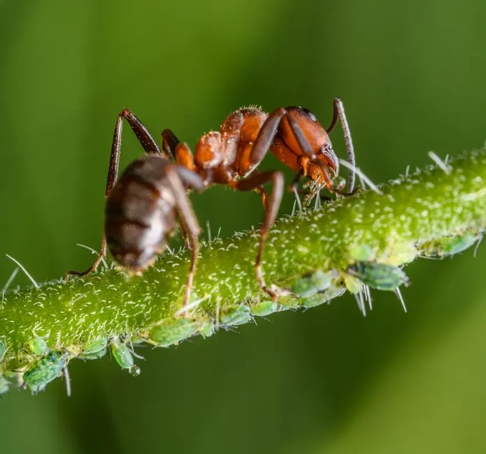 Ant Control by Pro Pest Control Paramount