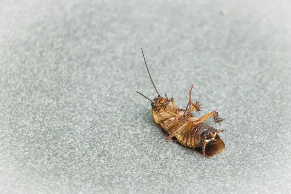 Cockroach Extermination