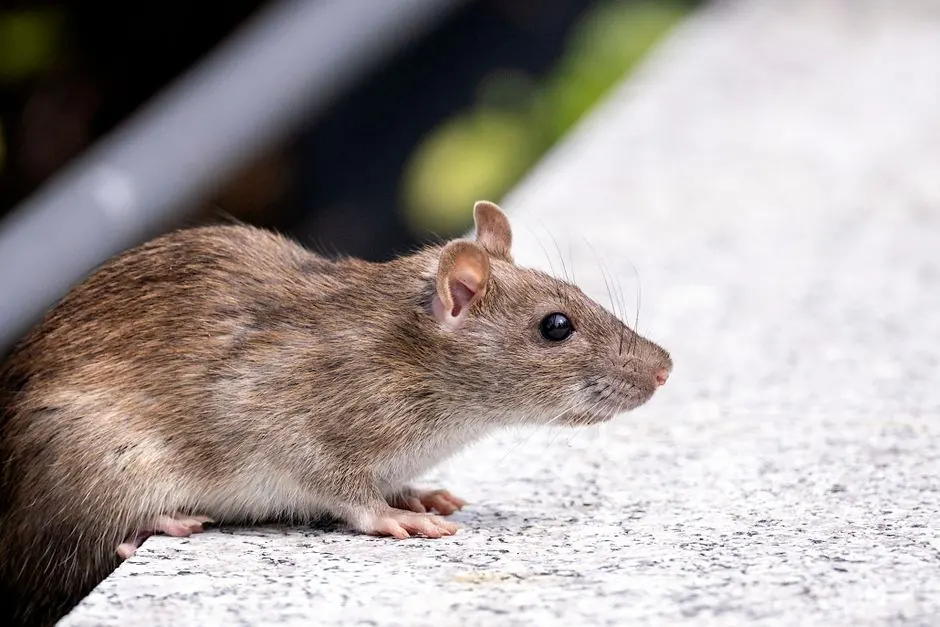 Dependable pest control across paramount, California