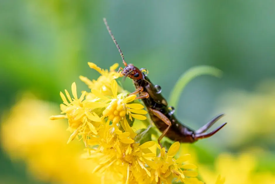 Earwig Control