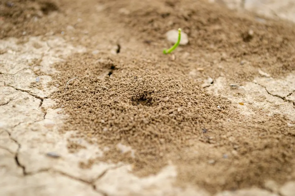 Pro Pest Control Paramount serving paramount, California