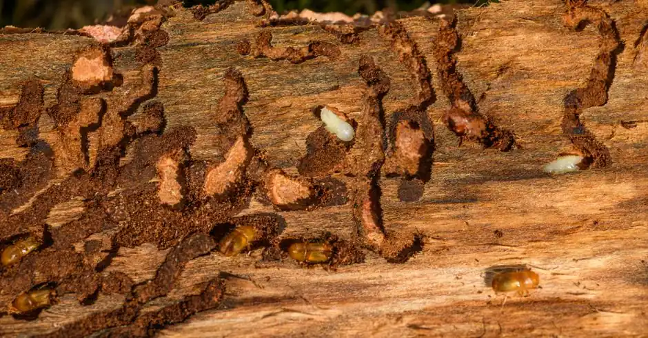Drywood Termite Treatment