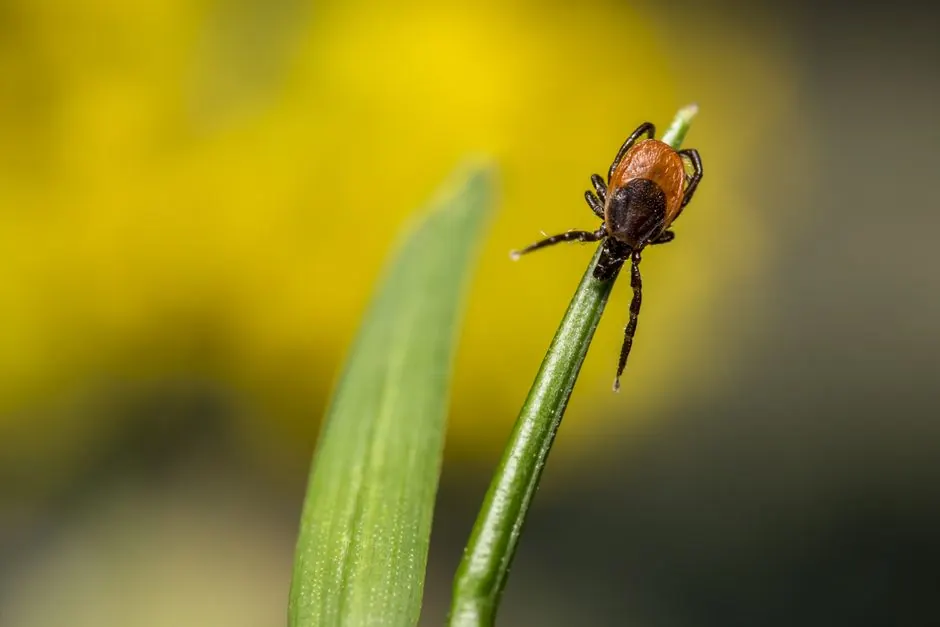 Tick Control by Pro Pest Control Paramount